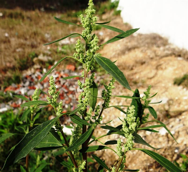 Chenopodium album